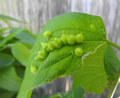 Celticecis celtiphyllia