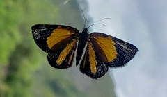 Heterusia