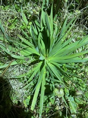 Sisyrinchium rosulatum