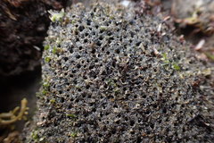 Dodecaceria fewkesi