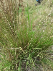 Juncus imbricatus