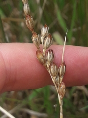 Juncus imbricatus