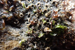 Dodecaceria fewkesi