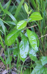 Sideroxylon lanuginosum