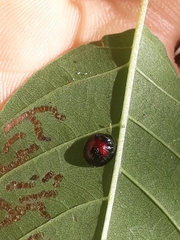 Charidotis erythrostigma