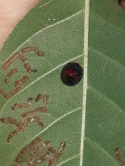 Charidotis erythrostigma