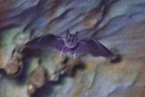 California Leaf-nosed Bat (Macrotus californicus), a species recorded in Arizona