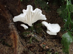 Lactifluus genevieveae