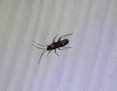 Pseudoxenetus regalis