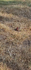 Haemorhous mexicanus