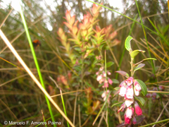 Vaccinium floribundum