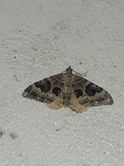 Hydriomena deltoidata