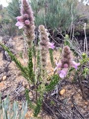 Hemiphora bartlingii
