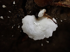 Lactifluus genevieveae
