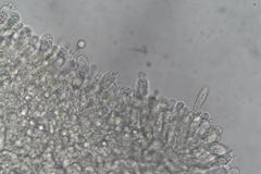 Lactifluus genevieveae