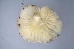 Lactifluus genevieveae