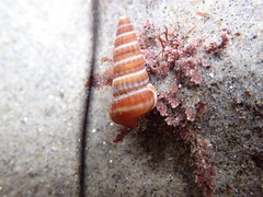 Cerithideopsis