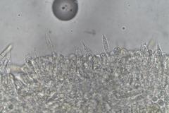 Lactifluus genevieveae