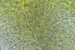 Lactifluus genevieveae