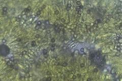 Lactifluus genevieveae