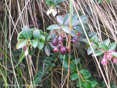 Vaccinium floribundum