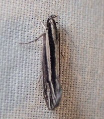 Leptosaces schistopa