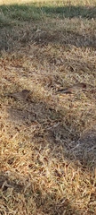 Haemorhous mexicanus