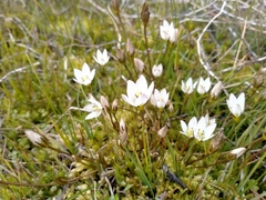 Gentianella grisebachii