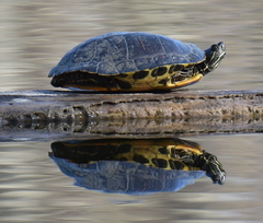 Trachemys scripta