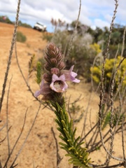 Hemiphora bartlingii