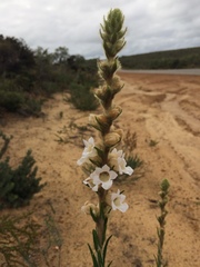 Hemiphora bartlingii