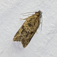Clepsis therina