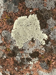 Lecanora oreinoides