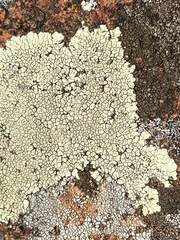 Lecanora oreinoides