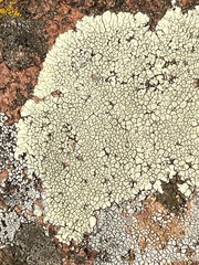 Lecanora oreinoides