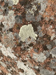 Lecanora oreinoides