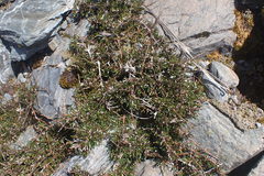 Coprosma brunnea