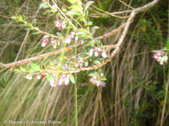 Vaccinium floribundum