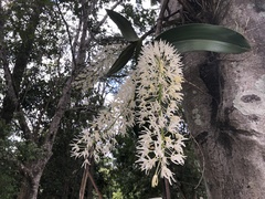 Dendrobium speciosum hillii