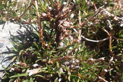 Coprosma brunnea