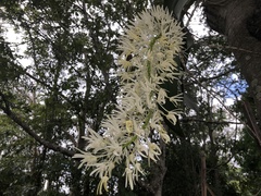 Dendrobium speciosum hillii