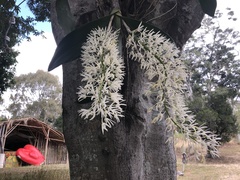 Dendrobium speciosum hillii