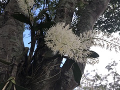 Dendrobium speciosum hillii