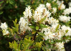 Orites lancifolius