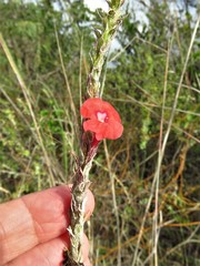 Stachytarpheta miniacea