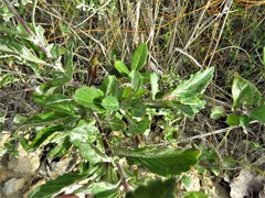 Stachytarpheta miniacea