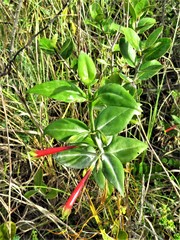 Lisianthius axillaris