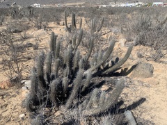Trichocereus