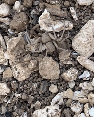 Sicarius thomisoides