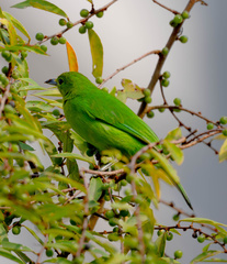 Chloropsis sonnerati